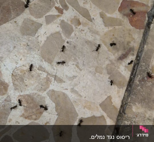 נמלים על רצפה מרוצפת, זקוק להדברה